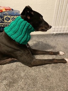 long dog shop
