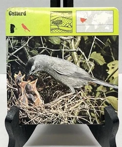 Vintage Rencontre Safari Animal Cards - UNOPENED PACK - The Catbird - 25 Cards - Picture 1 of 6