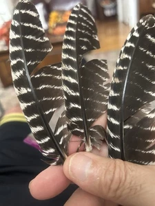 40 Stk. Mini Primär Wild Turkey Flügelfedern 3 bis 7 Zoll - Bild 1 von 4
