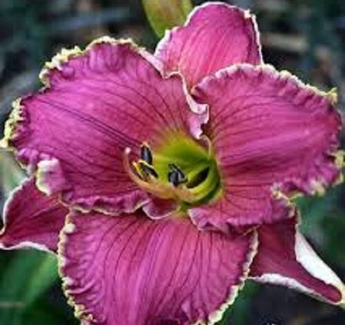 TAHOE Daylilies 1 fã retorno e multiplica anualmente World's Finest - Imagem 1 de 1