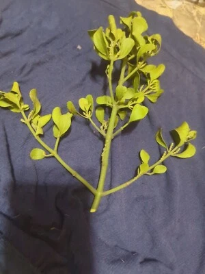 Mistletoe Fresh &Healthy - Tis The Season - Image 1 of 4