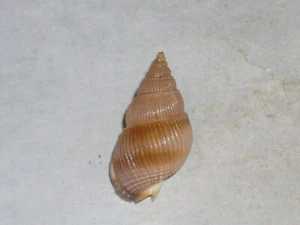 NASSARIUS HIRASEI DOPPELBANDED - Bild 1 von 2