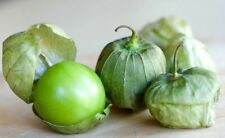 600 Green Tomatillo Seeds Physalis ixocarpa Cape Gooseberry Heirloom Organic