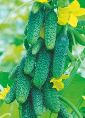 15 х EARLY CUCUMBER GHERKIN CORNICHON de PARIS Seeds - Image 1 of 4