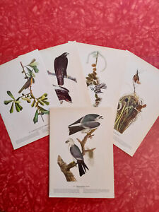 Audubon Bird Art Print 1940s 1st Ed - Many to choose from - Mostly MINT