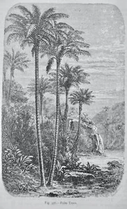 um 1872 antiker Figurendruck DIE PALME Die Gemüsewelt - Bild 1 von 2