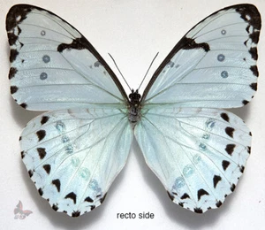Morpho epistrophus catenaria, UNMONTIERTER Schmetterling - Bild 1 von 2