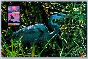 #4038 Largest Estuary Chesapeake Bay Maxi Card w/Fishing Creek MD Cancel - Picture 1 of 2