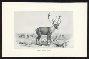 Caribú Tierra Estéril, Ilustración Animal de Juego Americano, Impresión de Caza 1898 - Imagen 1 de 3