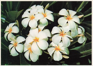 Weiße Plumeria Blumenblütenblätter gelbe Zentren Hawaii Vintage Postkarte HI - Bild 1 von 2
