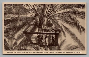 Postal Arizona Dawn Ranch Palm Stretch Their Fruitful Branches Fresh Fechas - Imagen 1 de 2