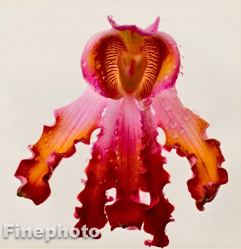 1970/80 复古 IRVING PENN 植物兰花照片雕刻艺术 16x20 — 第 1/1 张图片