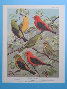 Original 1960 Bird Print Scarlet Tanager Walter Alois Weber 6-1/2"x8-1/2" - Imagen 1 de 2