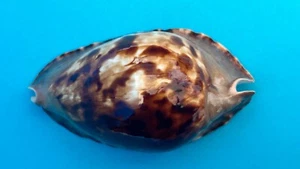 CYPRAEA ZOILA MARGINATA CONSUETA SEASHELL F++/+++ 60.2 MM - Picture 1 of 10