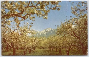 Delta County Colorado blühender Obstgarten mit verschneiten Bergblick Postkarte - Bild 1 von 2