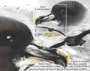 fsat 2022 taaf antarctic bird aves oiseaux PETREL MENTON BLANC Procellaria ms1v  - Picture 1 of 1