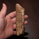 Dinosaur Rib Piece Authentic Fossil Beauty of Hell Creek Formation - Cretaceous