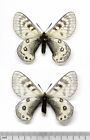 Pa0168 Parnassius Staudingeri Illustris 1 Pair Papilionidae Kyrghyzstan