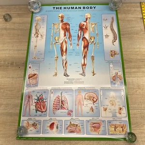 The Human Body - Anatomy Poster Body & Descriptions & Grid 24" X 36" P26 - Picture 1 of 6