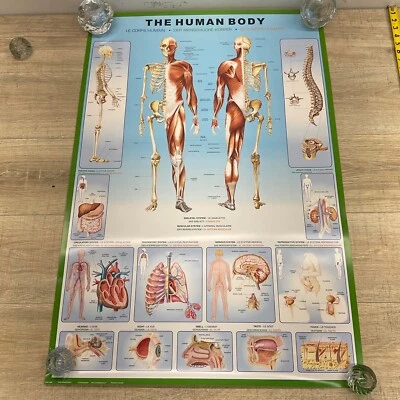 The Human Body - Anatomy Poster Body & Descriptions & Grid 24" X 36" P26 - Image 1 of 4