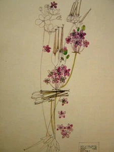 Holy Island Art Print Charles Rennie Mackintosh 1901 Watercolor Floral Study - Picture 1 of 2