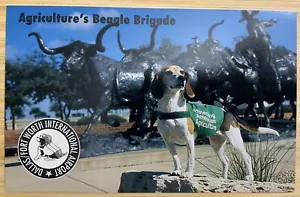 RARA cartolina Agriculture’s Beagle Brigade Dallas Ft Worth Intn’l Airport - Foto 1 di 6