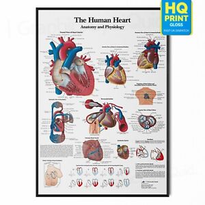 Human Heart Anatomy Anatomical Medical Wall Poster *Laminated*