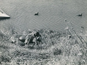 CHASSE c. 1950 - Chien de Chasse Gibier d'Eau USA - DIV8414 - Picture 1 of 2