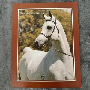 Ibn Moniet El Nefous Araber Stud Horse Vintage Print 1978 - Bild 1 von 7