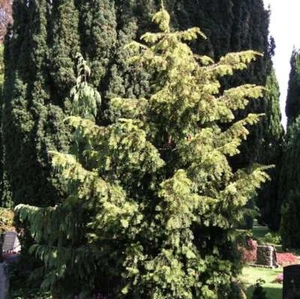 Goldgrüne Adlerschwingeneibe 50-60cm - Taxus baccata - Bild 1 von 1