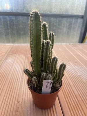 Cereus Florida vaso 10 pianta grassa succulenta cactus