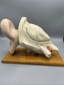 Denoyer Geppert Large Ear Anatomical Teaching Model Vintage - Picture 1 of 23