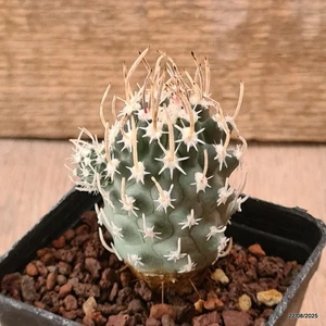 D6175 SCLEROCACTUS BLAINEI SB1015 GEPFROPFT Topf7-H7-B4,5 cm MaMa Cactus Cites - Bild 1 von 4