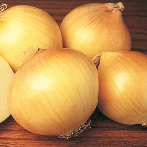 ONION- Yellow Spanish Early 200+ Seeds HEIRLOOM Vegetable Garden - Picture 1 of 5