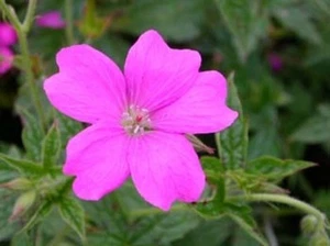 Storchschnabel Rose Claire kleine rosa Blüten in Mengen - Bild 1 von 1