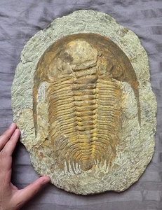 Raro autentico paradossido fossile di trilobite dal Cambriano del Marocco - Foto 1 di 4