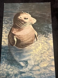Postal Baby Seal Vintage, Espejo-Cromo, HSC-203 - Imagen 1 de 13