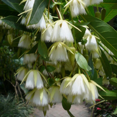 Elaeocarpus Floribundus Flowering Tree 4 Seeds, Indian Olive, Jolpai, USA - Image 1 of 4
