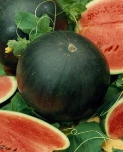 Sugar Baby Melon Ball 100 Seeds – Sweet Mini Watermelon Variety - Picture 1 of 1