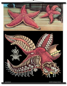 Carta Educativa Starfish - Litografía de Zoología Respaldada de Lino ¡LISTA PARA COLGAR! - Imagen 1 de 8