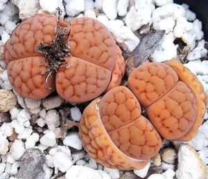 Lithops hookeri LUTEA rare living stones exotic mesembs live rocks seed 50 SEEDS - Picture 1 of 1