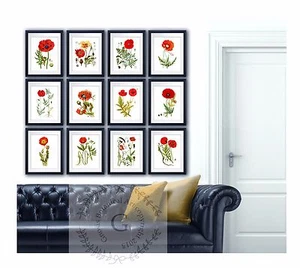 Juego de 12 estampados botánicos de arte de pared de amapolas rojas sin enmarcar decoración del día del recuerdo - Imagen 1 de 12