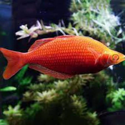 LIGHTNING AQUATICS WORLD Pair (1M/1F) Albino Orange Millennium Rainbow 2” – Live Aquarium Fish