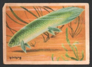 Ceratodus card From Israeli Animals Cards Set, By Tamar 1960's judica - Picture 1 of 2
