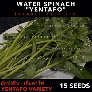 Water Spinach, Kang kong "Yentafo" variety, Vegetable Seeds x 15+ Seeds - Picture 1 of 5