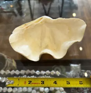 Natürliche riesige Muschelschale Tridacna Plattenepithel Probe geriffelt 5" x 4,5" poliert - Bild 1 von 4