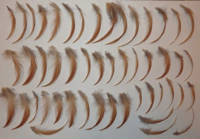 49 Federn vom Hahn Basteln Traumfänger Katzenspielzeug Deko - Bild 1 von 4