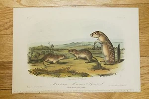 The Quadrupeds of North America. Audubon. Octavo ed. Mexican Marmot Squirrel. - Picture 1 of 1
