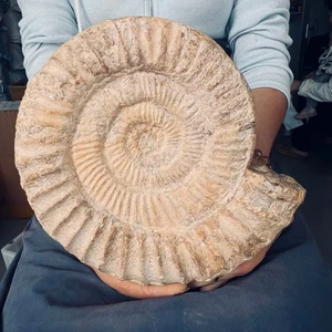 4.95LB Natural Jurassic Cretaceous conch fossil crystal specimens 2250g - Picture 1 of 16