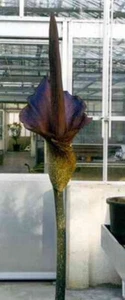 Amorphophallus Konjac (A. rivieri) Titan Lily 1 dormant tuber about 2cm across - Picture 1 of 6